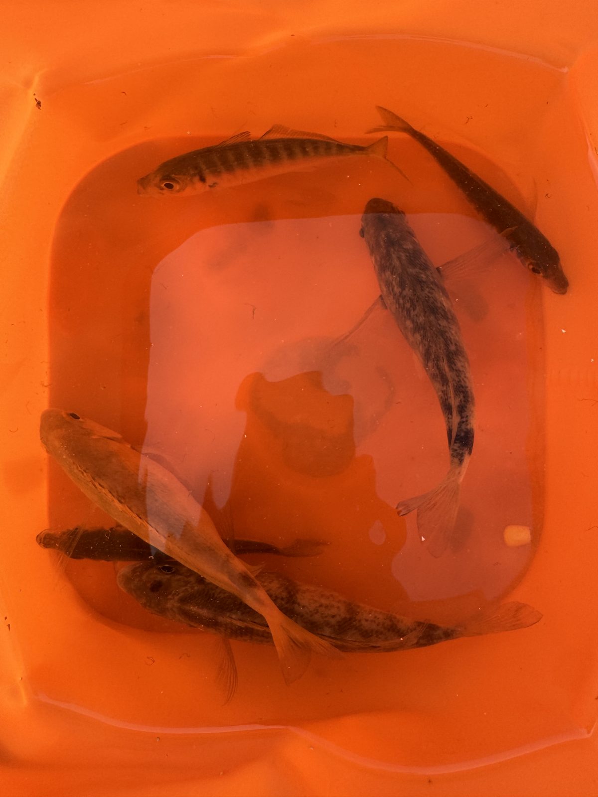 Морской карась — улов, Чёрное море (Сочи)