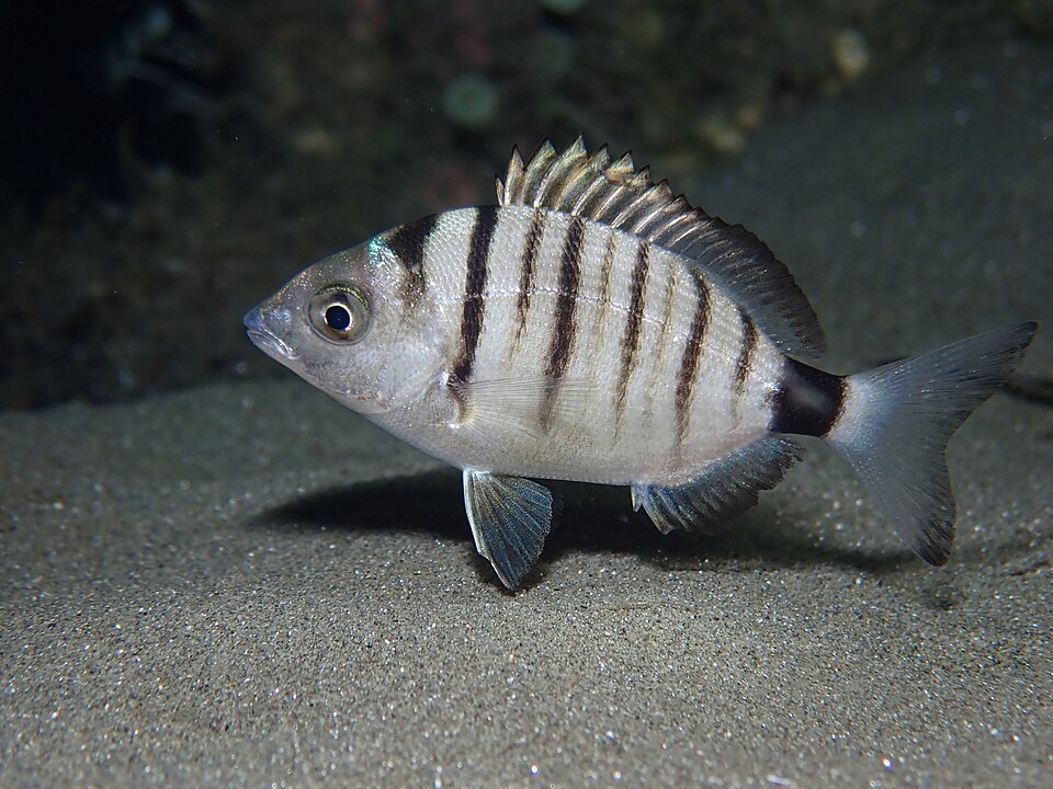 Зубарик